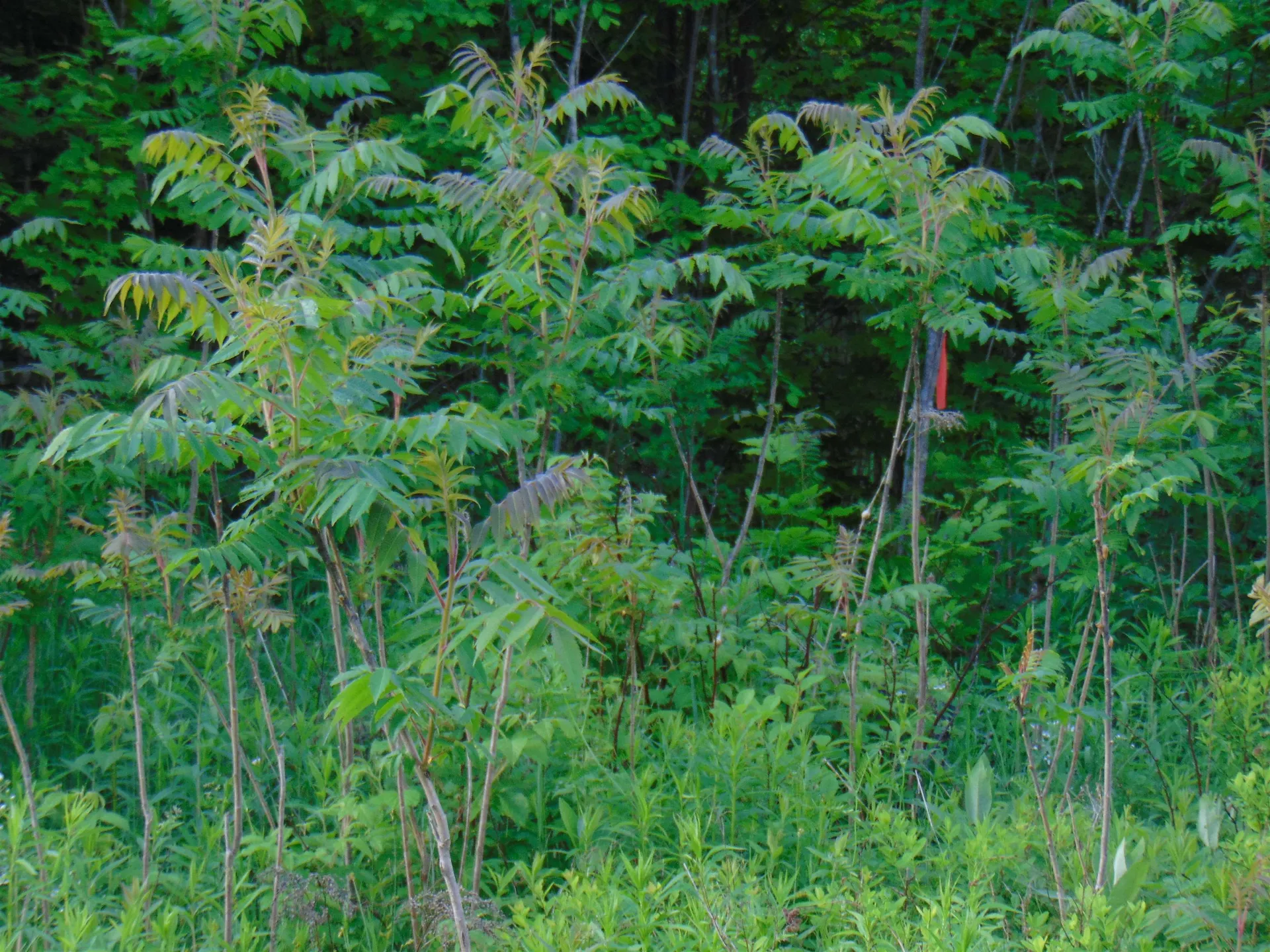 0 Walker Pit Road Concord VT 05824