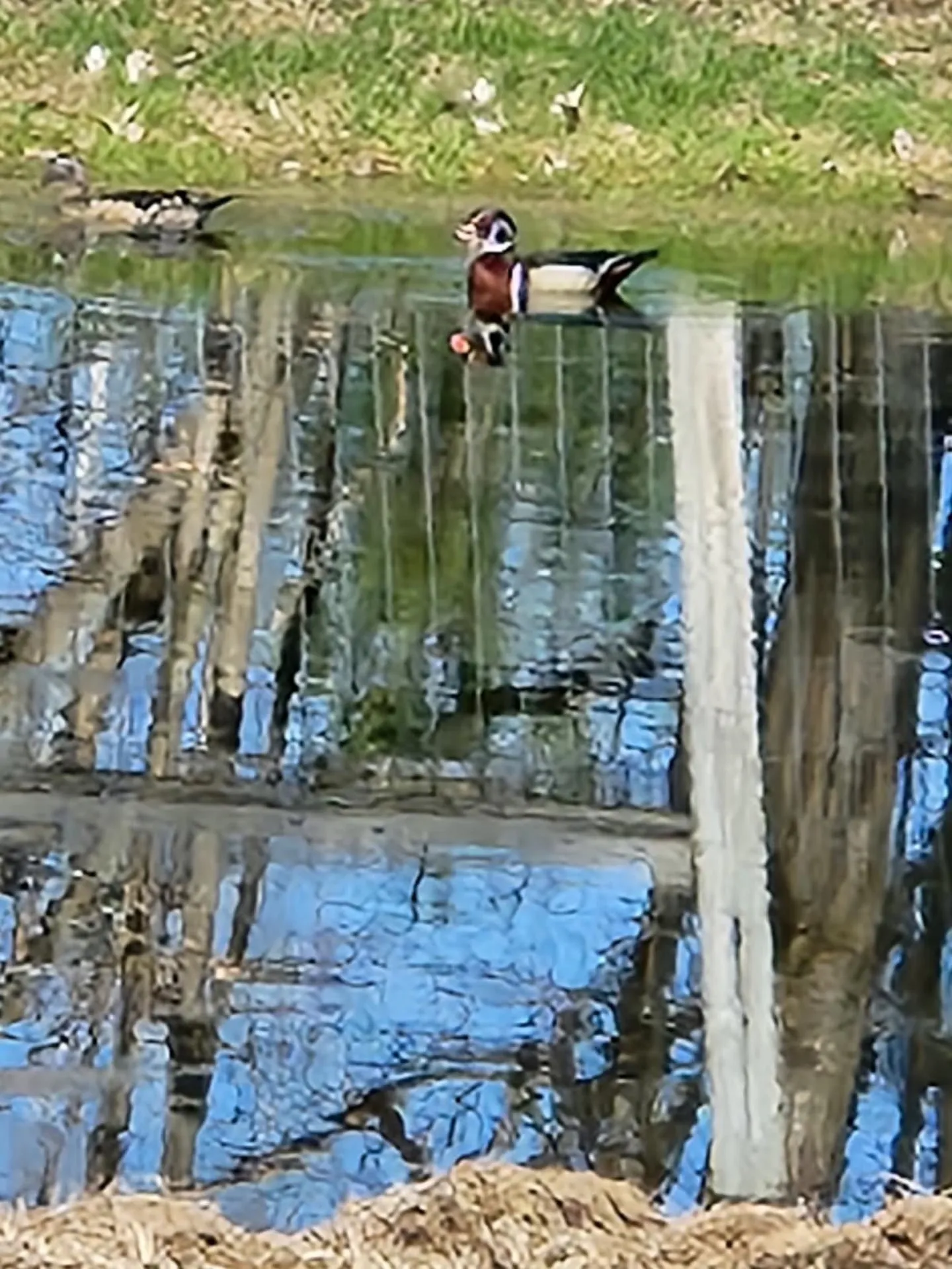 524 North Road Danbury NH 03230