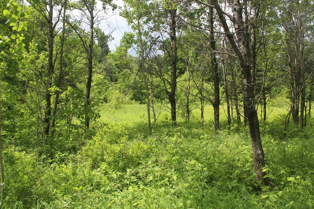 0 Cobb Road Walden VT 05873