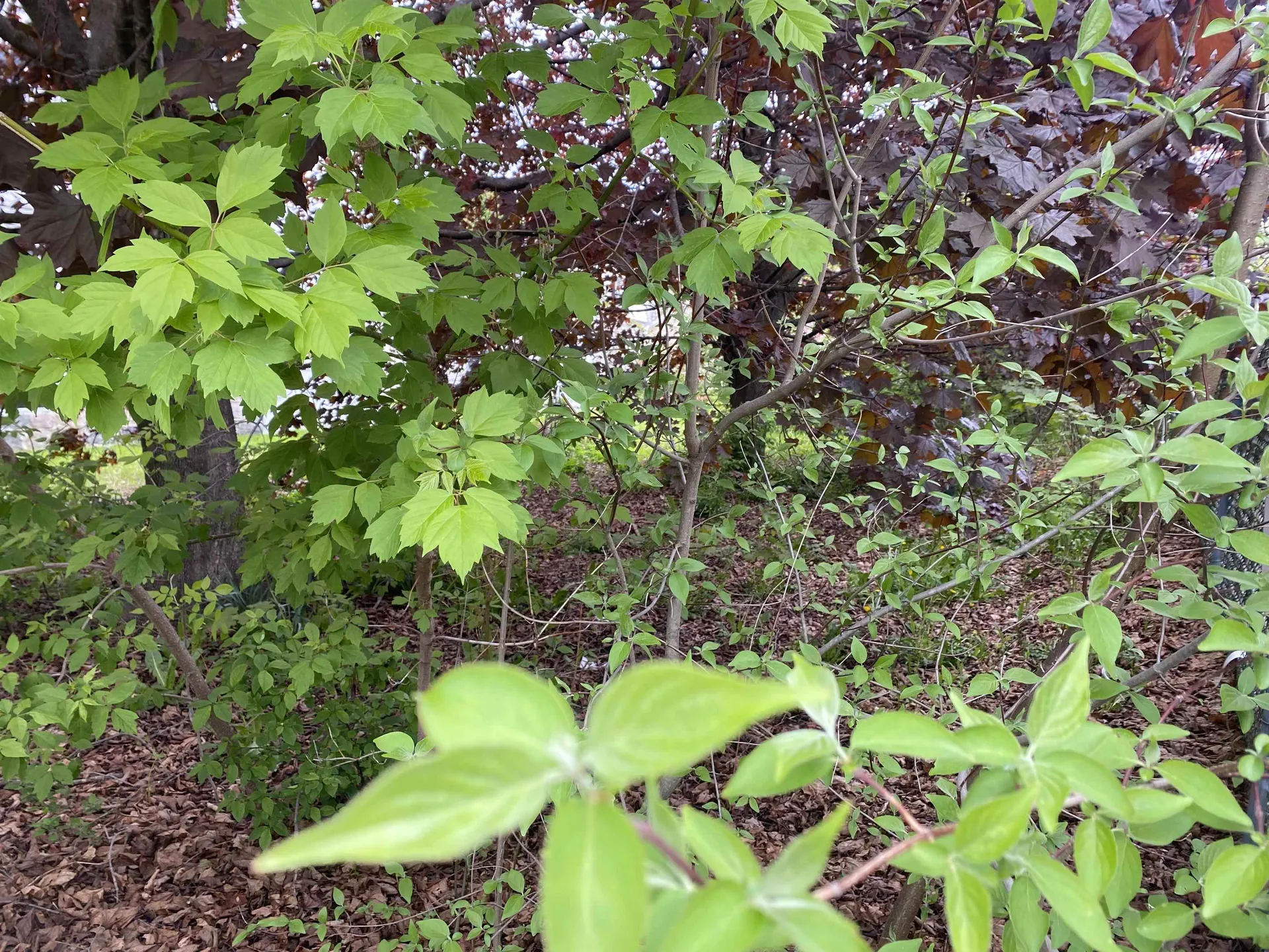 Hillsboro Street Berlin NH 03570