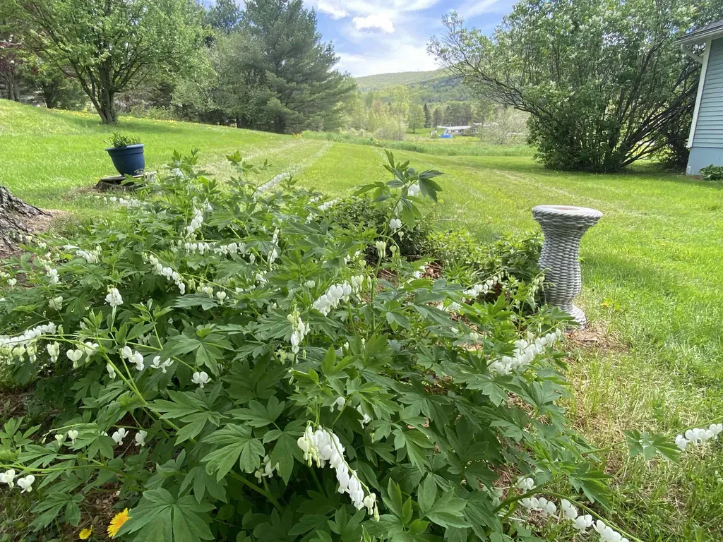 54 Shaw Mansion Road Waterbury VT 05677