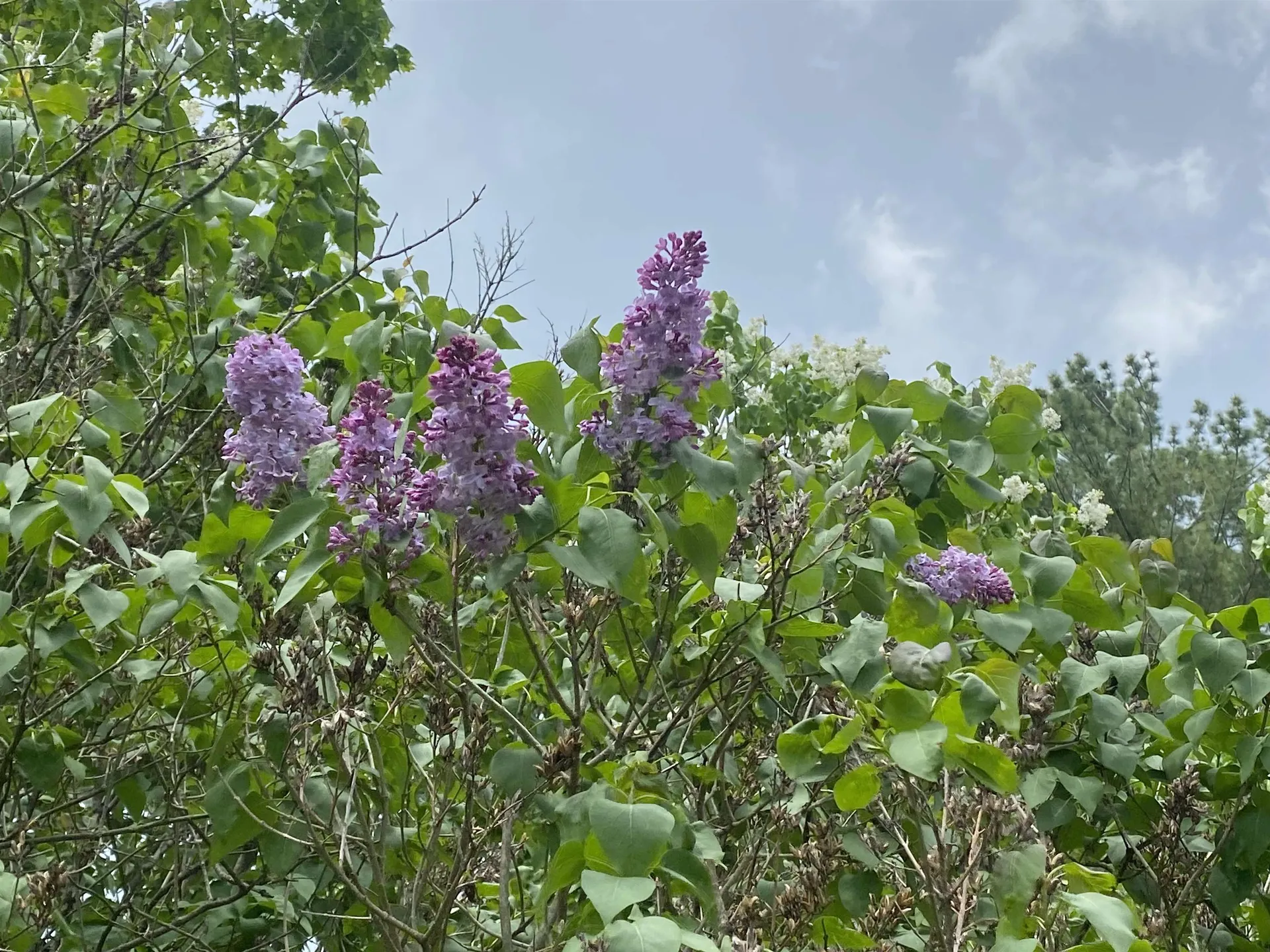 54 Shaw Mansion Road Waterbury VT 05677