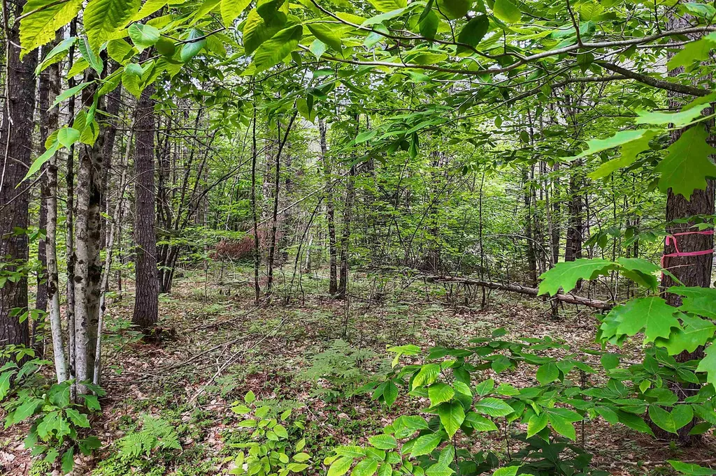 111 Green Mountain Road Effingham NH 03882