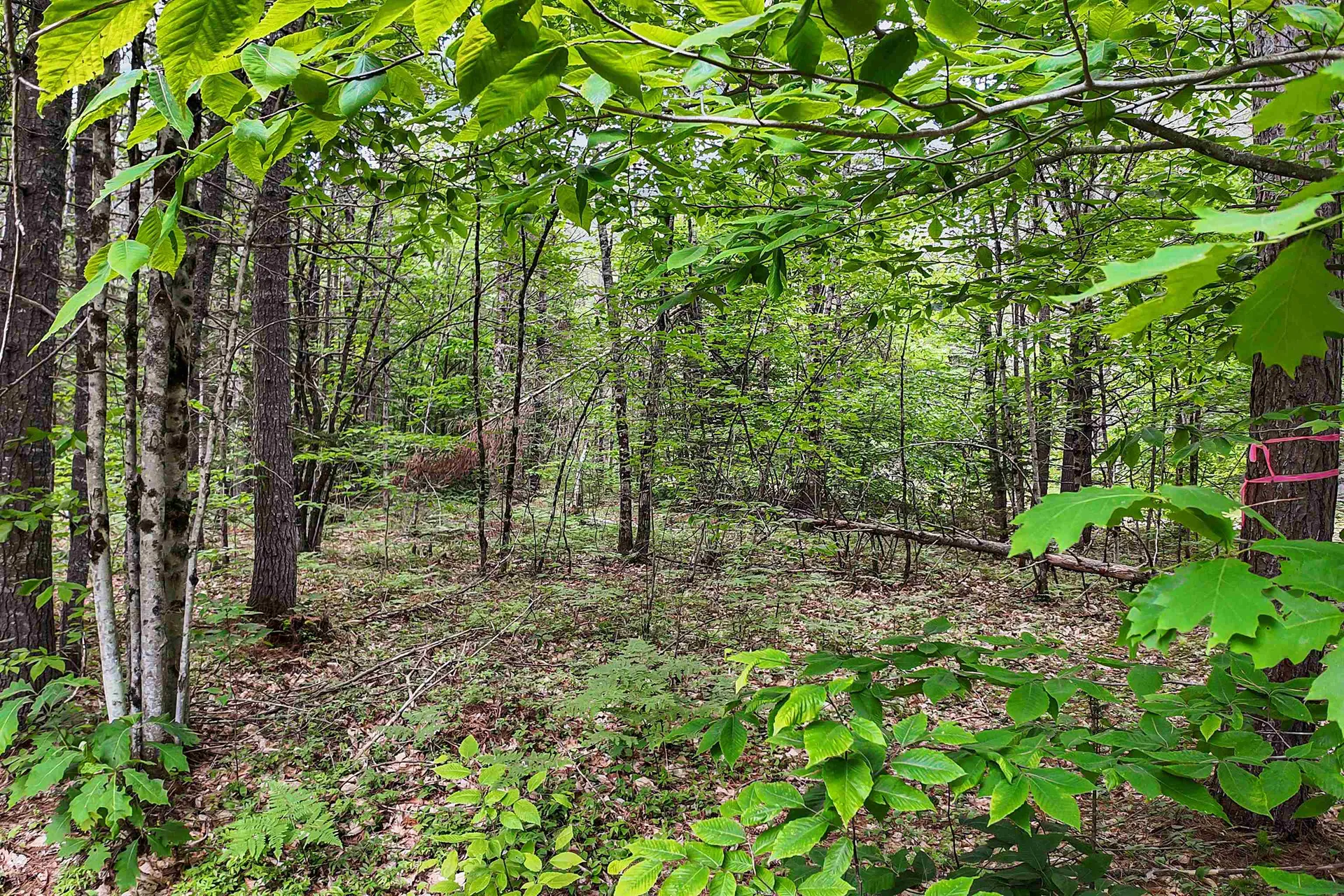 111 Green Mountain Road Effingham NH 03882