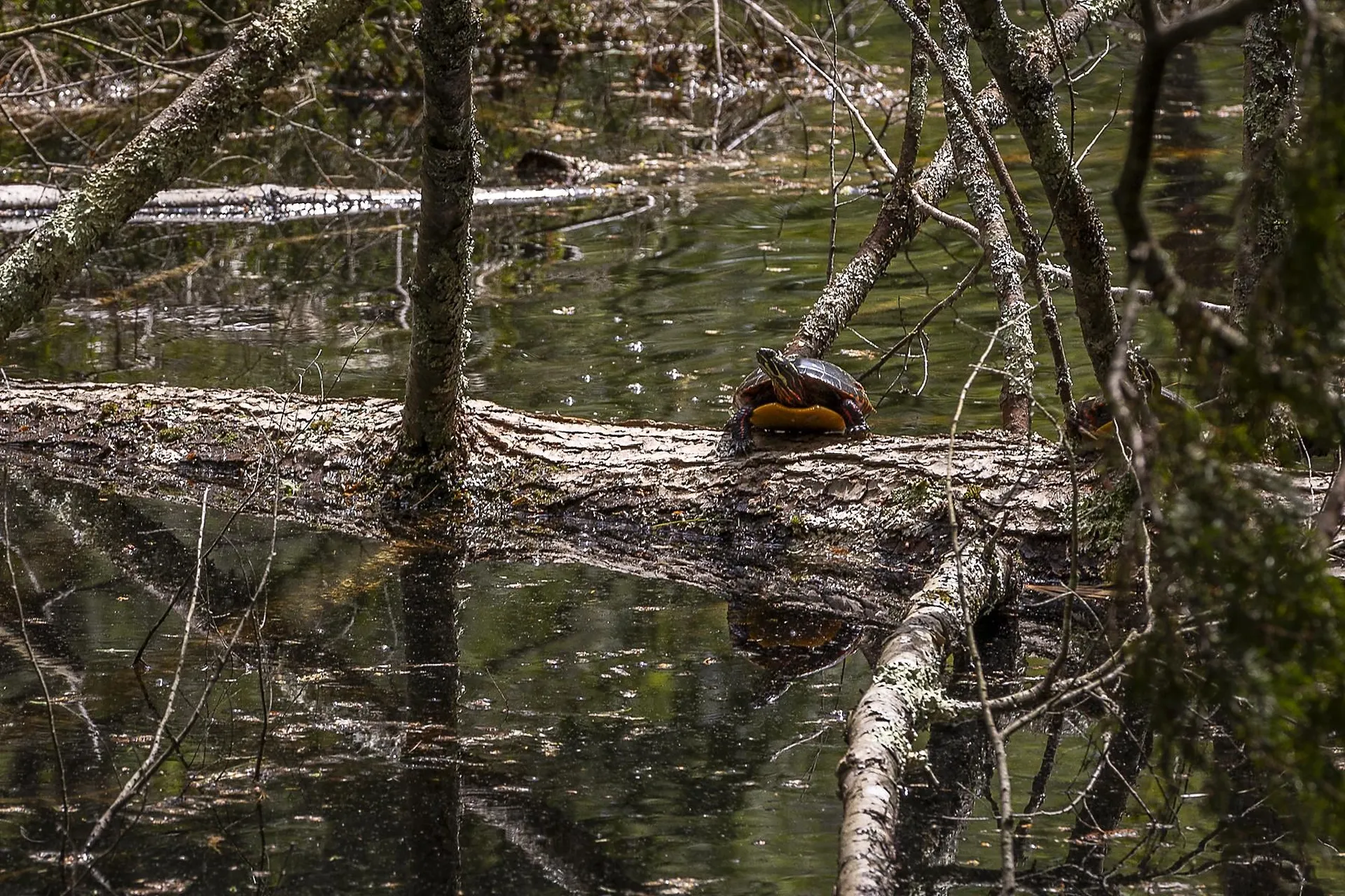 3361 County Road Windsor VT 05089