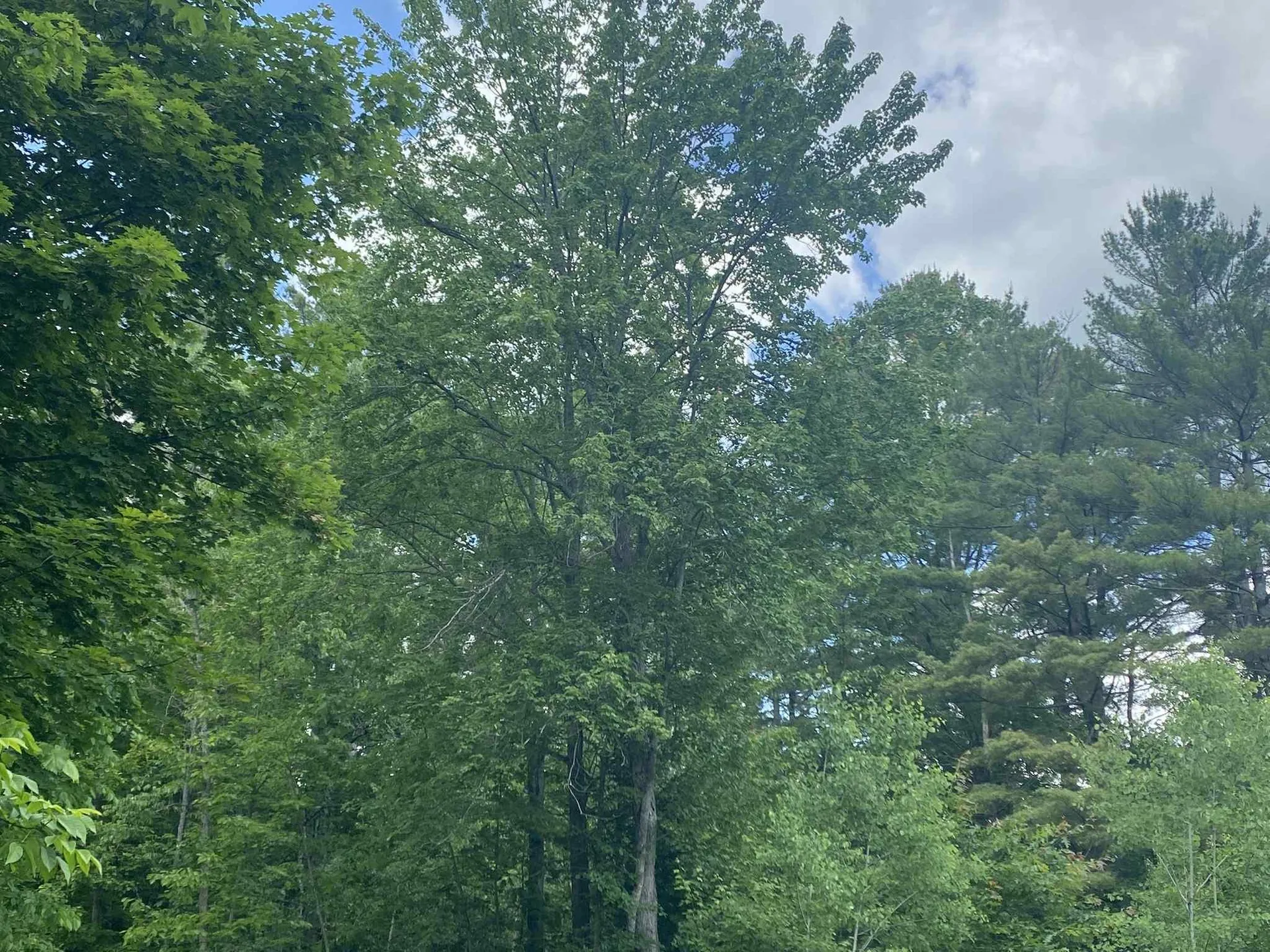 High Street Littleton NH 03561