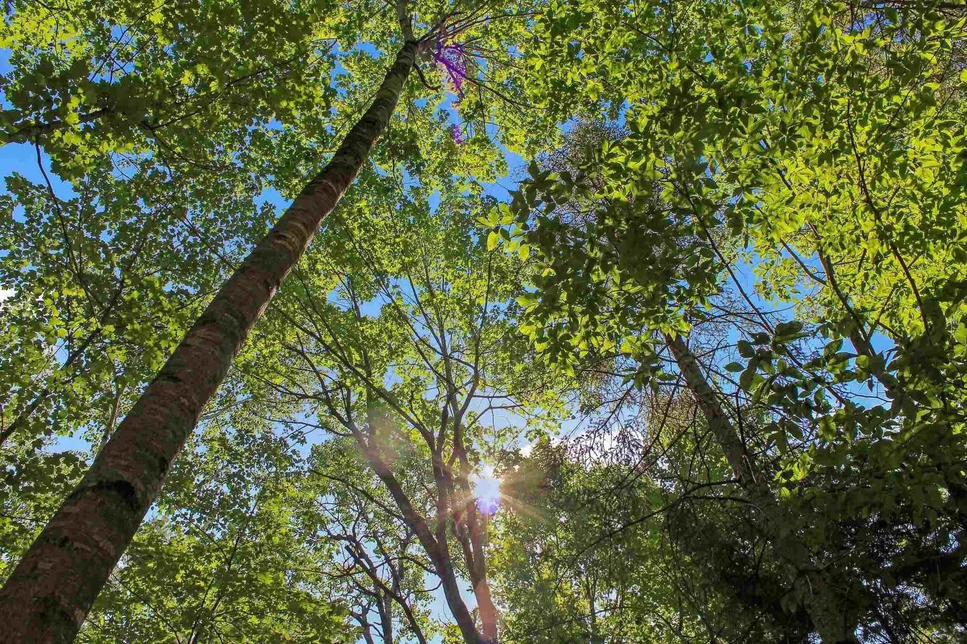 4 John Terrace Ossipee NH 03864