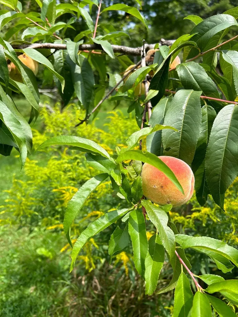 428 North Road Salisbury NH 03268