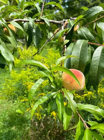 428 North Road Salisbury NH 03268