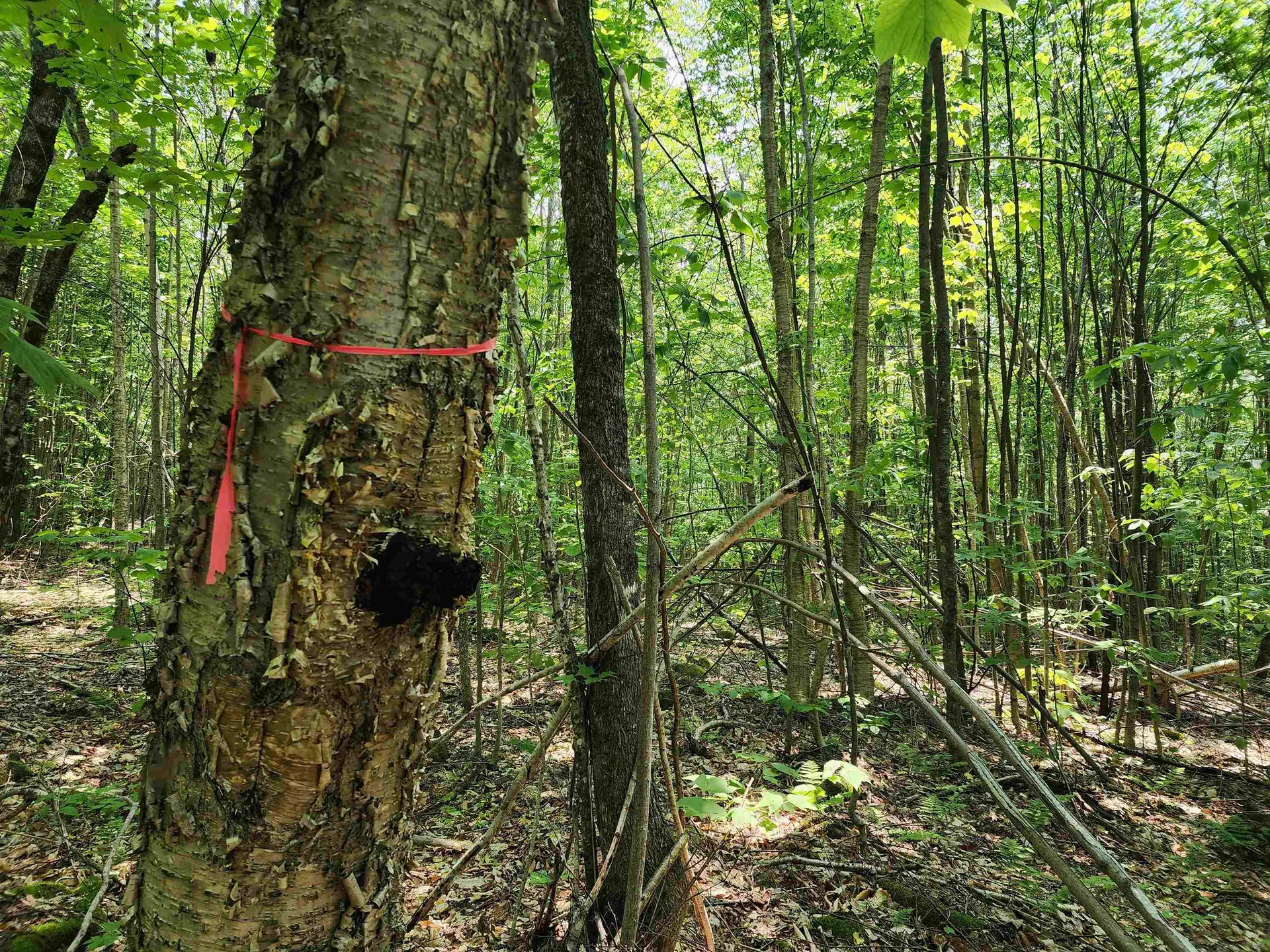 0 Mud Pond Road Dummer NH 03588