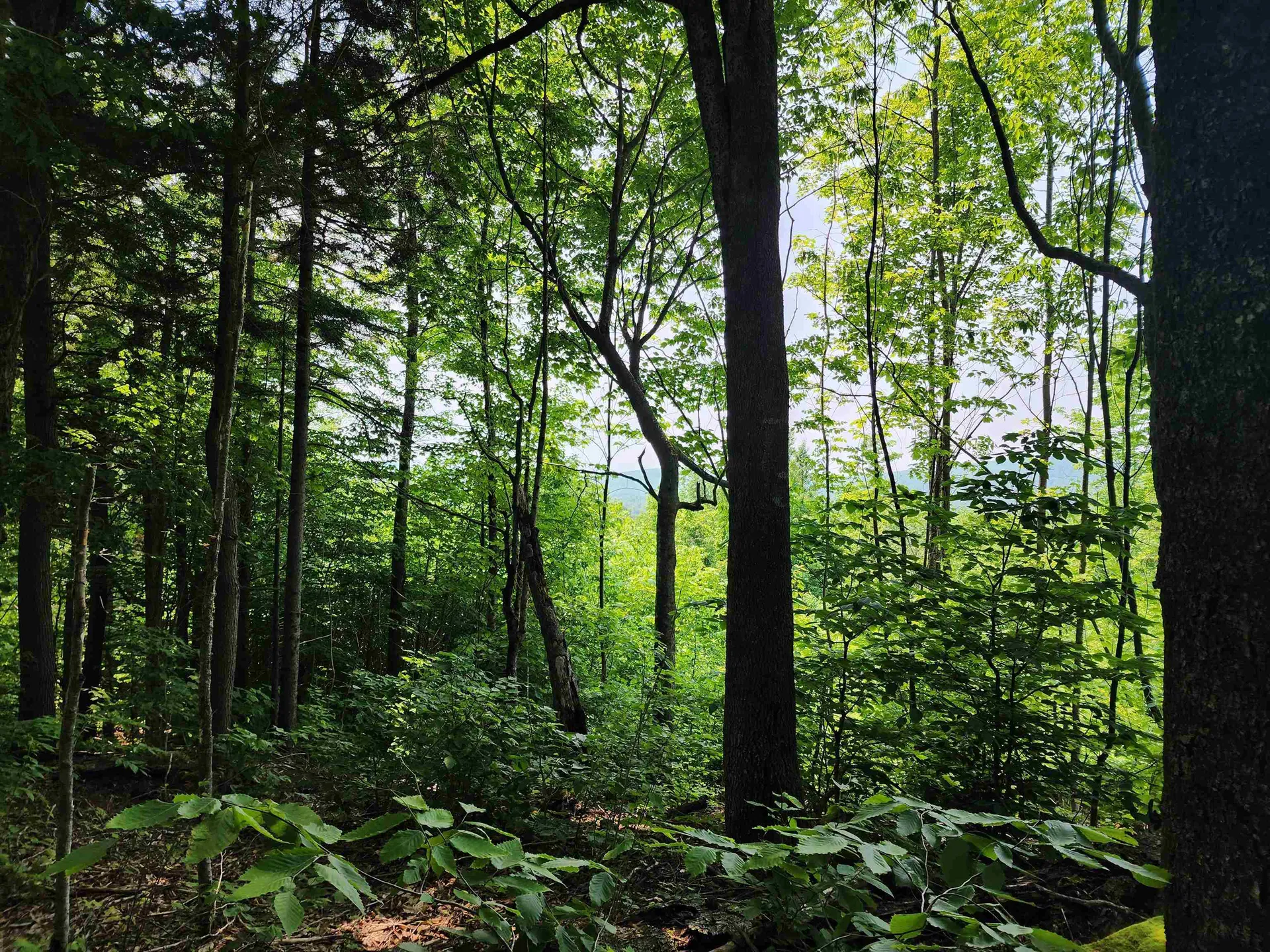 0 Mud Pond Road Dummer NH 03588