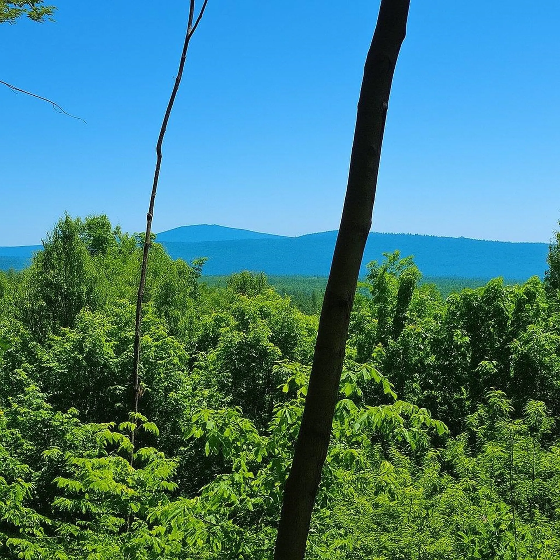 0 Mud Pond Road Dummer NH 03588