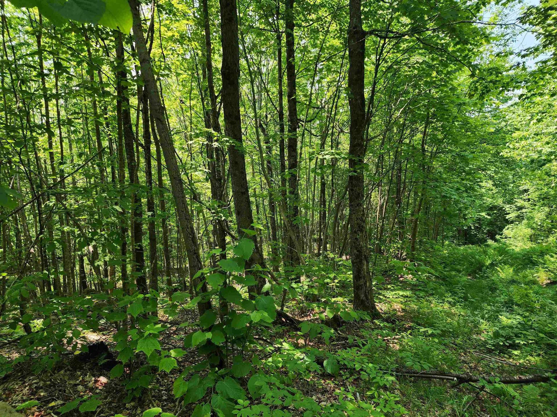 0 Mud Pond Road Dummer NH 03588