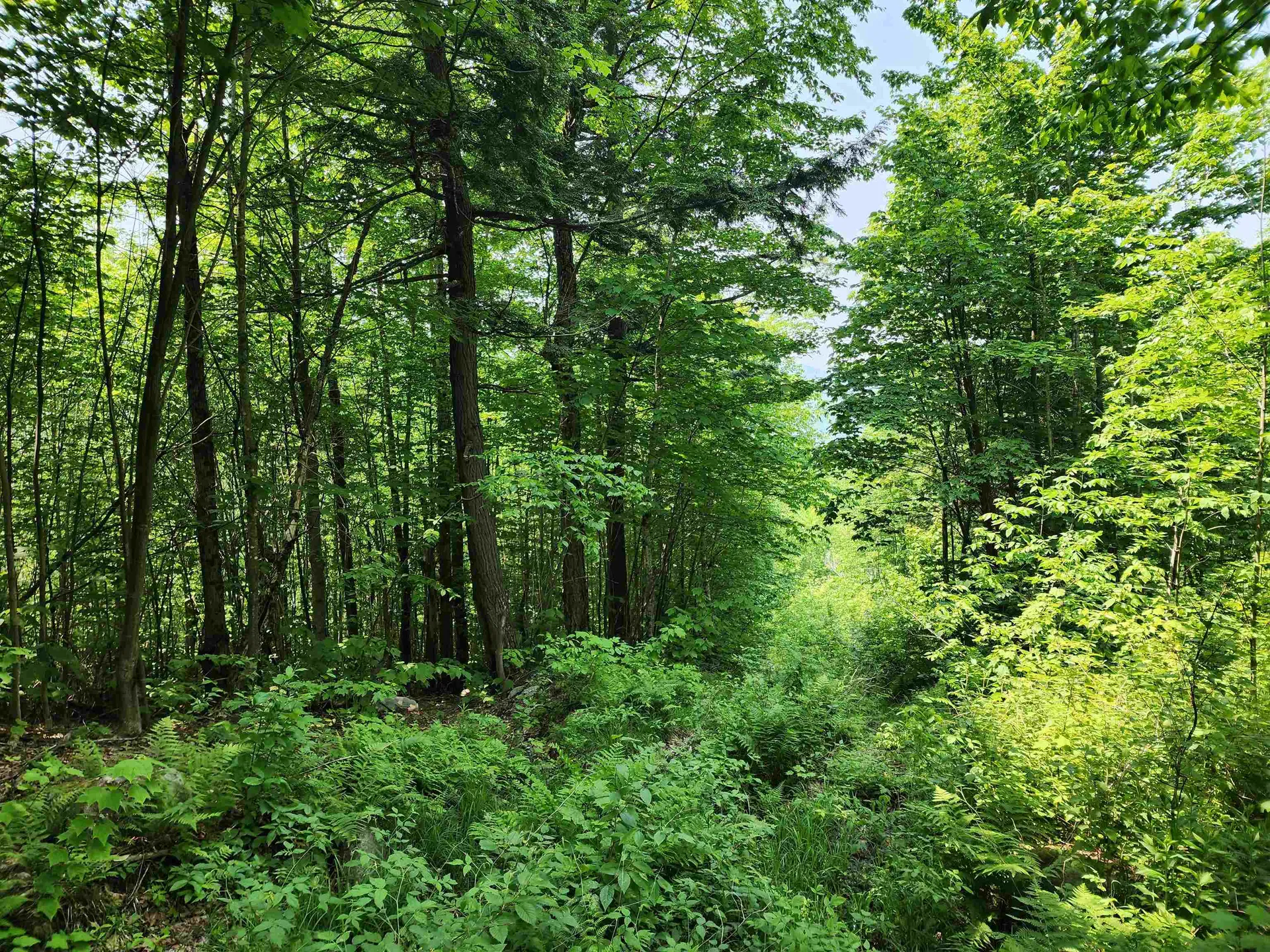 0 Mud Pond Road Dummer NH 03588