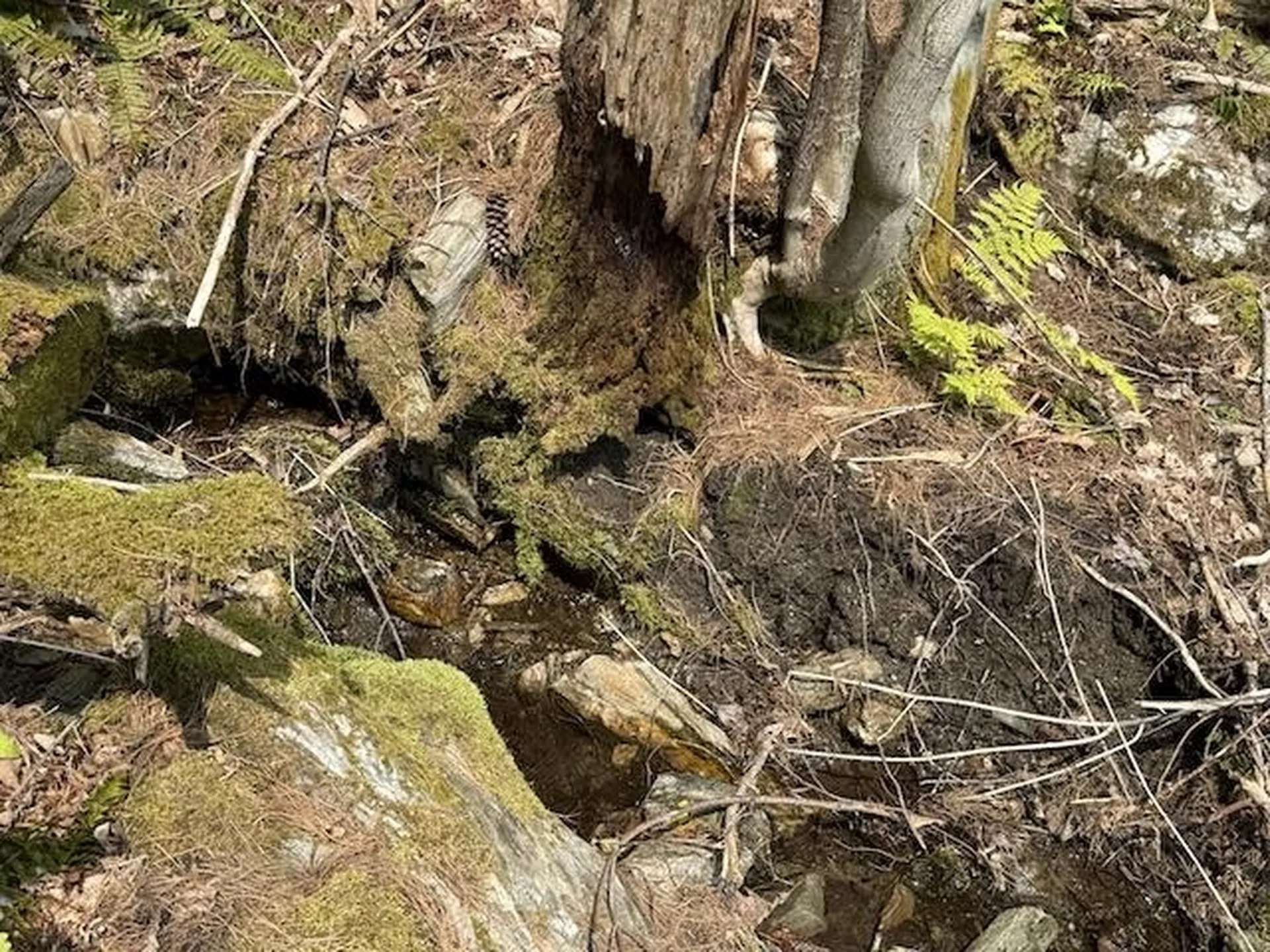 Peavine Boulevard Bethel VT 05032