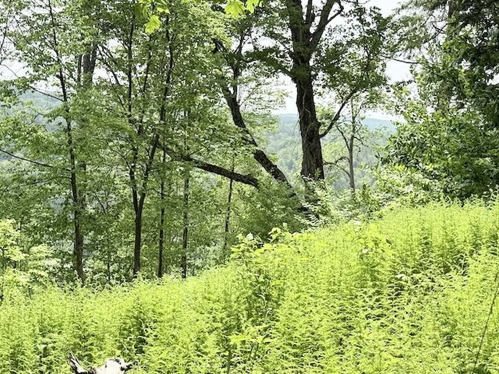 Peavine Boulevard Bethel VT 05032