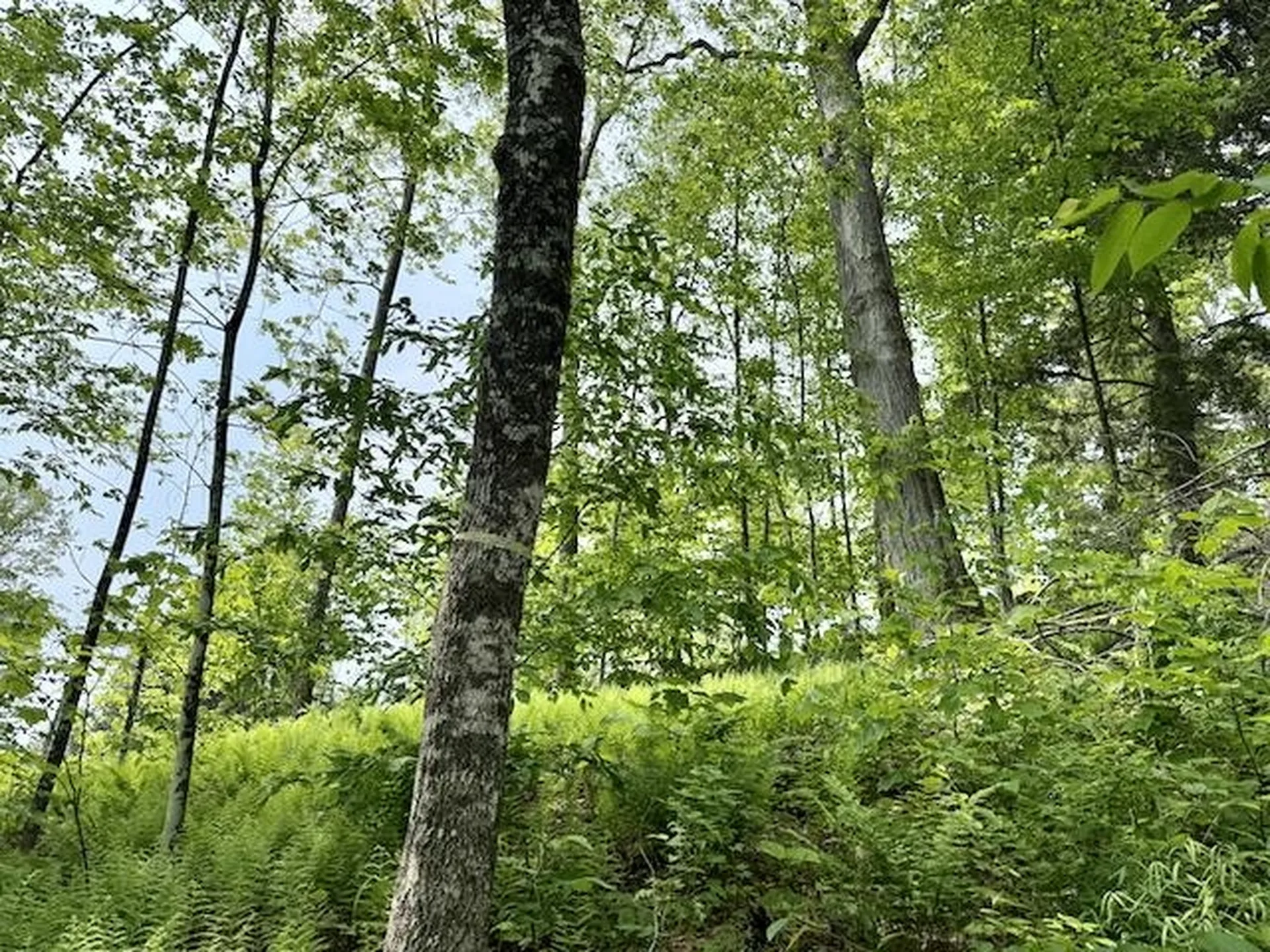 Peavine Boulevard Bethel VT 05032