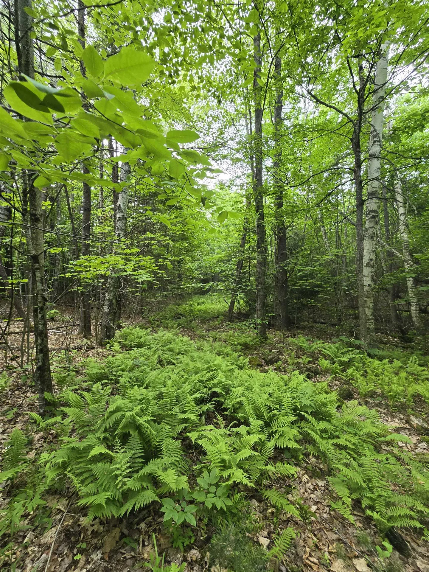 882 Morse Road Haverhill NH 03774