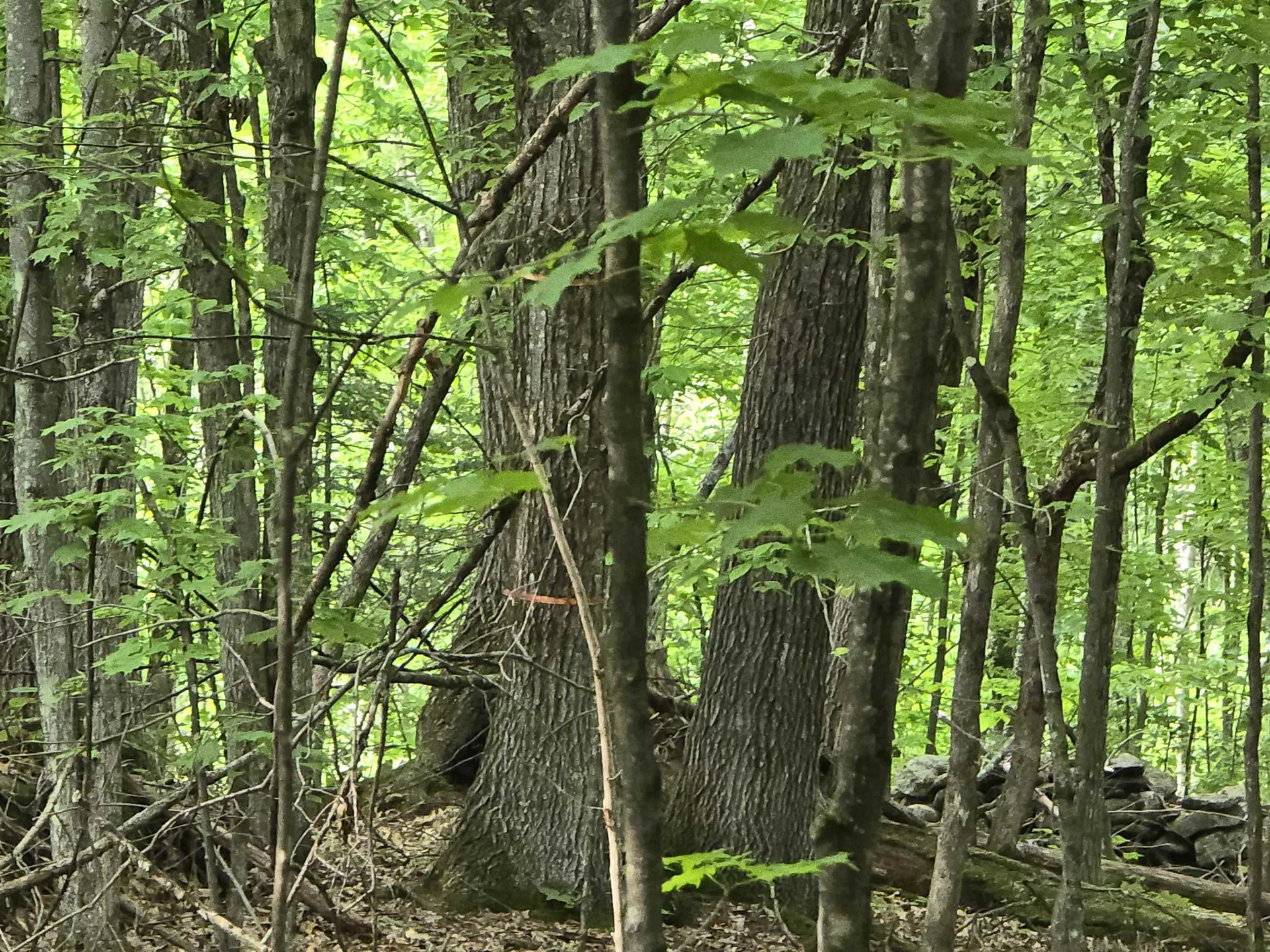 882 Morse Road Haverhill NH 03774