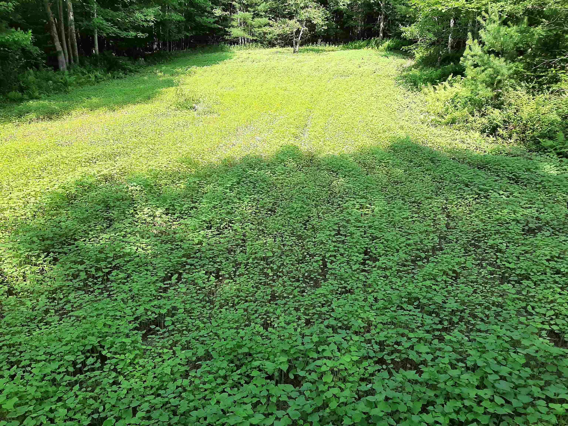 882 Morse Road Haverhill NH 03774