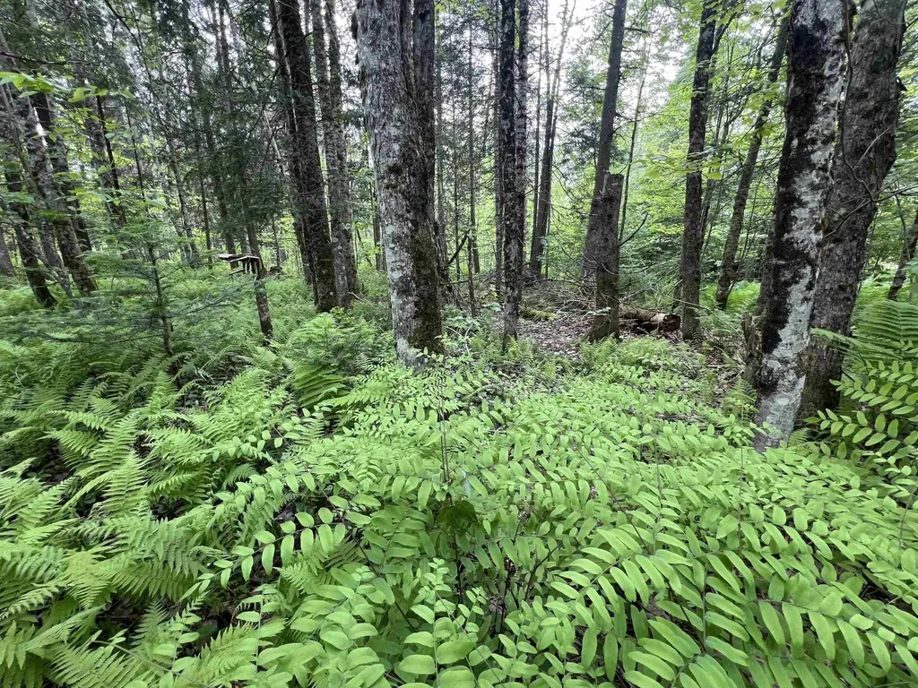 9 Leblanc Road Wheelock VT 05851