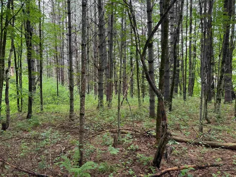 8 Brickyard Road Dover VT 05341