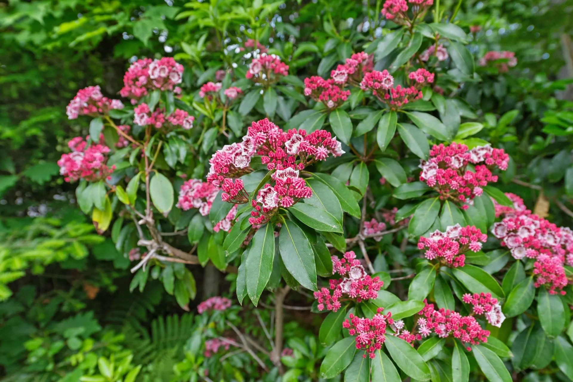 222 Upper Birch Drive Bristol NH 03222