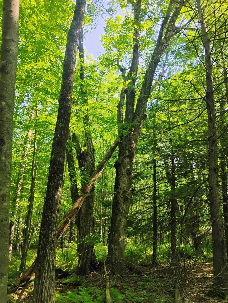 0 East Orchard Street Brattleboro VT 05301