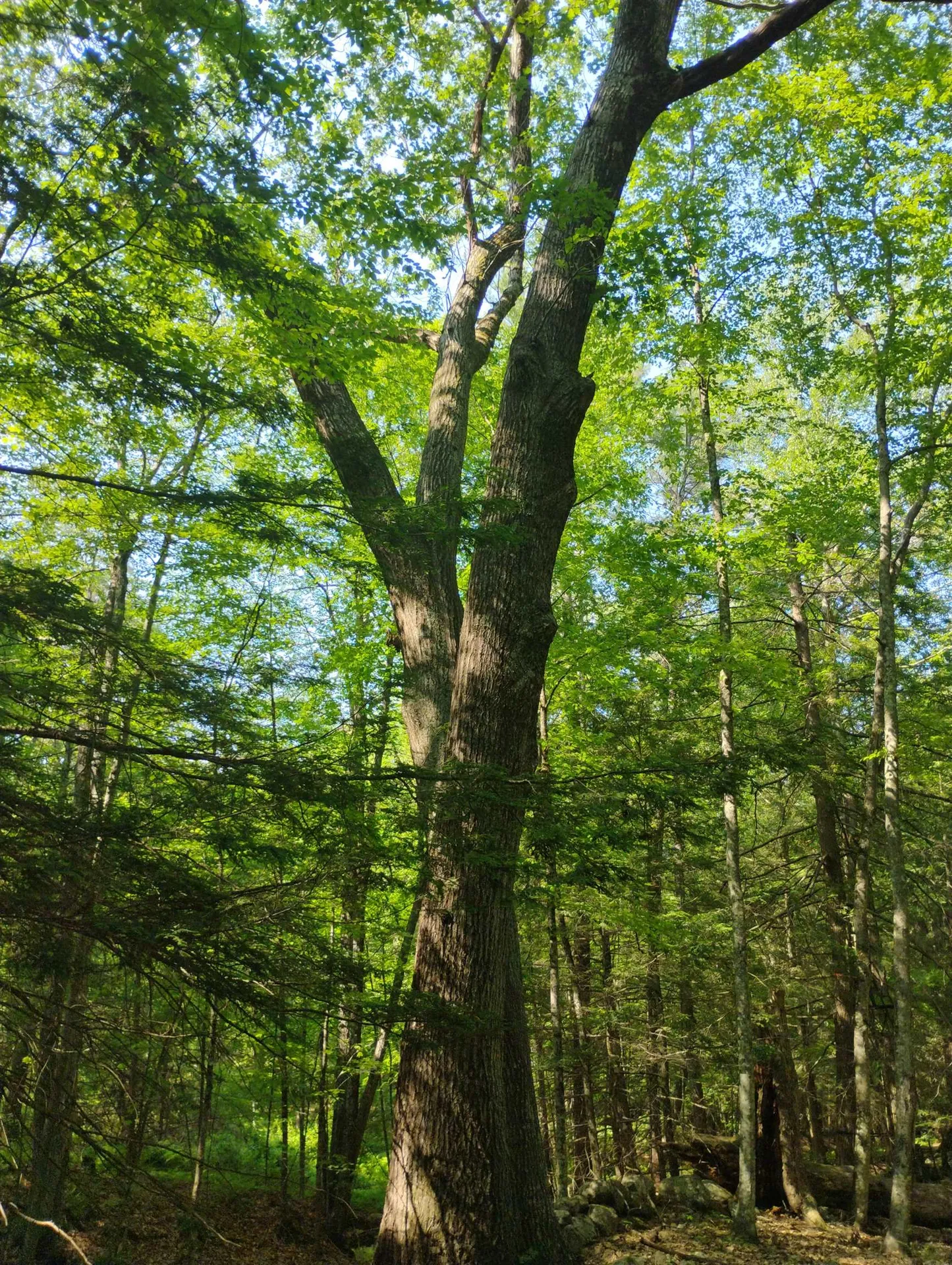 0 East Orchard Street Brattleboro VT 05301