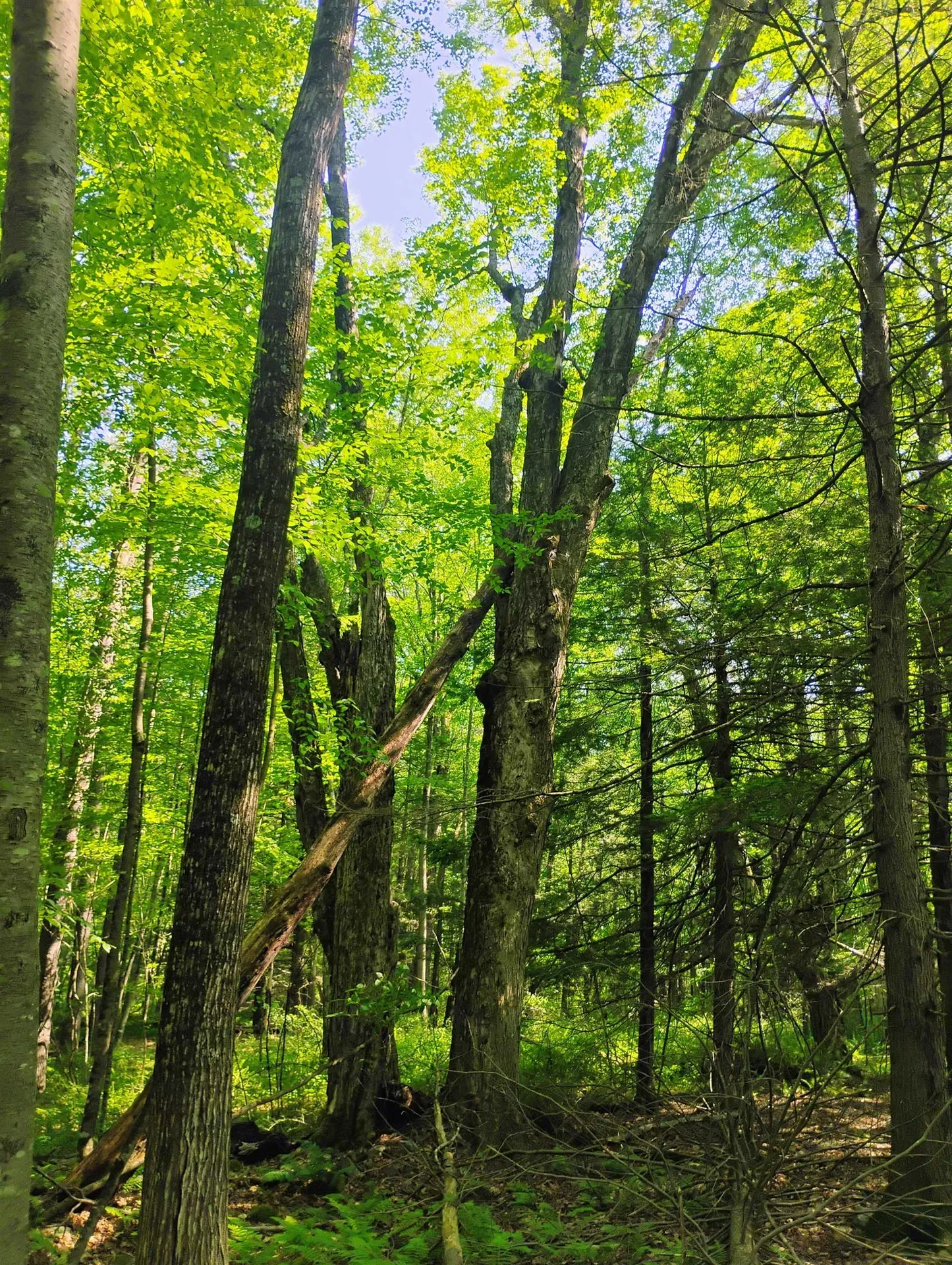 0 East Orchard Street Brattleboro VT 05301