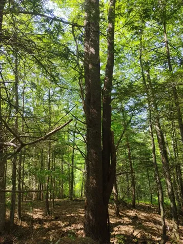 0 East Orchard Street Brattleboro VT 05301