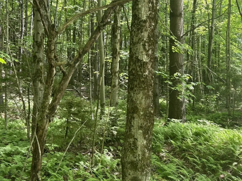 0 Rushford Valley Road Montgomery VT 05471