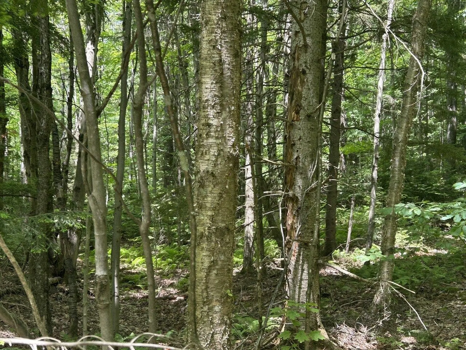 0 Rushford Valley Road Montgomery VT 05471