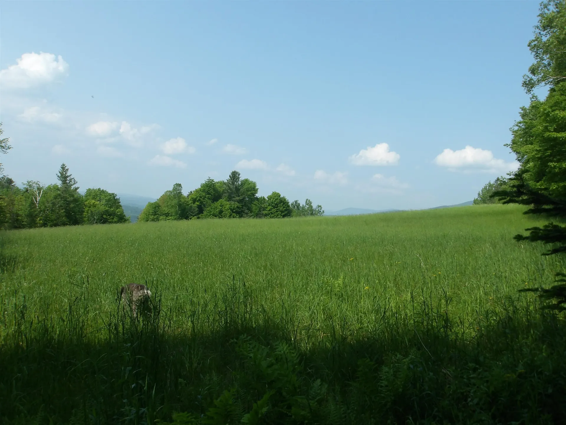 4 & 5 Forest Lane Lyndon VT 05851