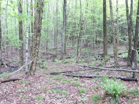 4 & 5 Forest Lane Lyndon VT 05851