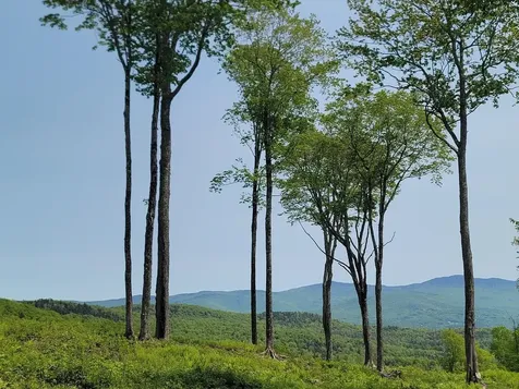 817 Wade Pasture Road Stowe VT 05672