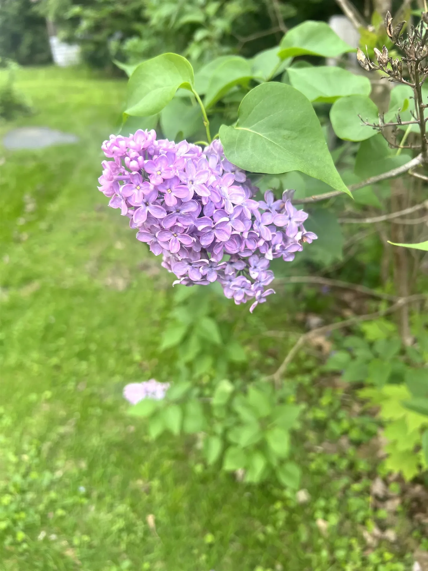 316 Putney Road Brattleboro VT 05301