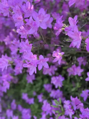 316 Putney Road Brattleboro VT 05301