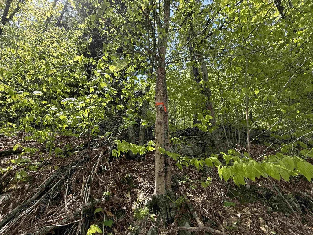 00 Senna Road Cavendish VT 05142