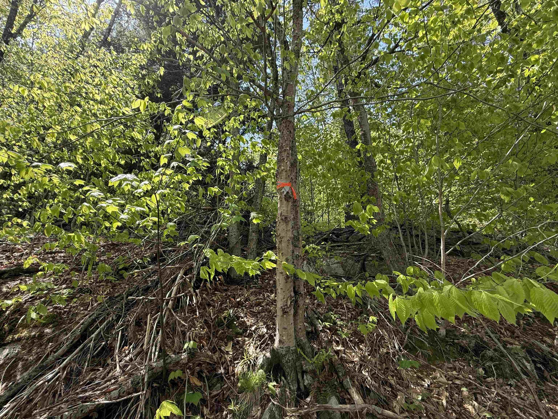 00 Senna Road Cavendish VT 05142