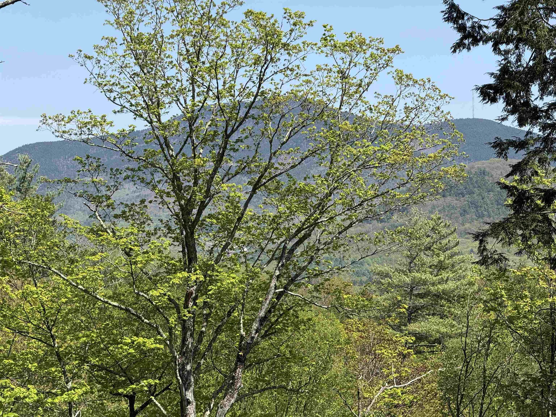 00 Senna Road Cavendish VT 05142