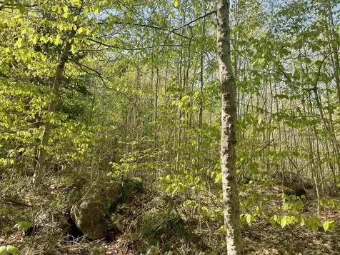 Map 135 Lot 13 Route 123 Stoddard NH 03464