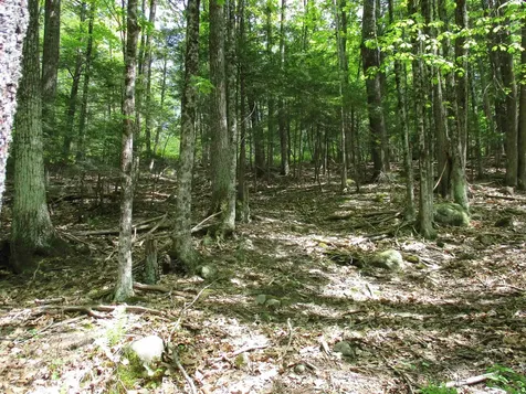 Tbt Bog Road Goffstown NH 03045