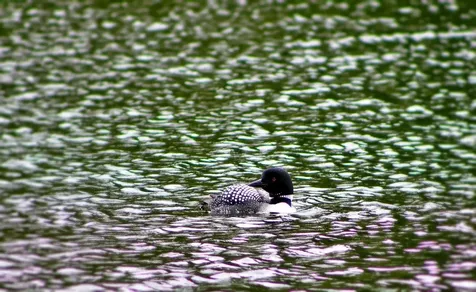 231 Hancock Road Brighton VT 05846