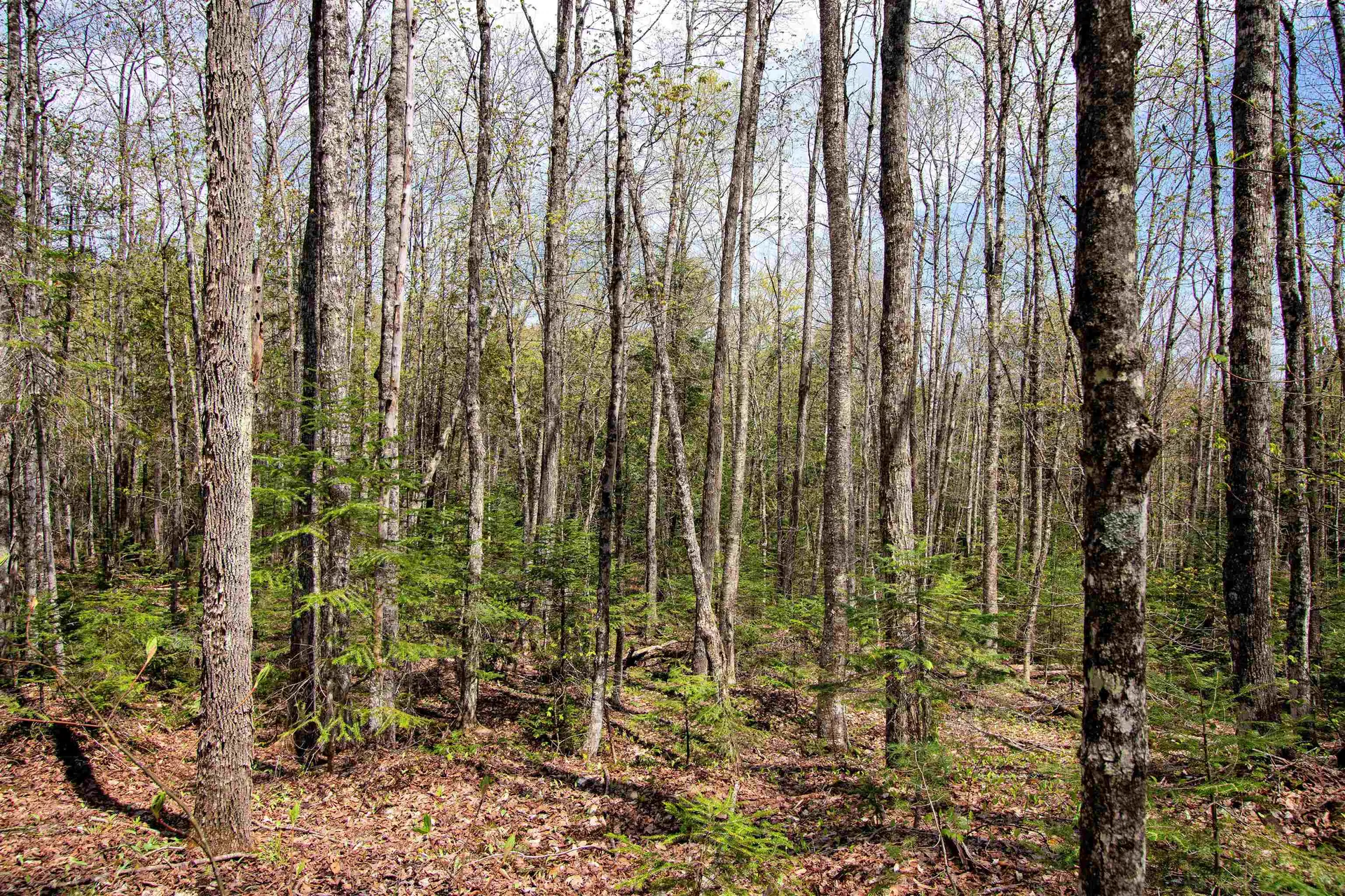 00 Mcdowell Road Danville VT 05828