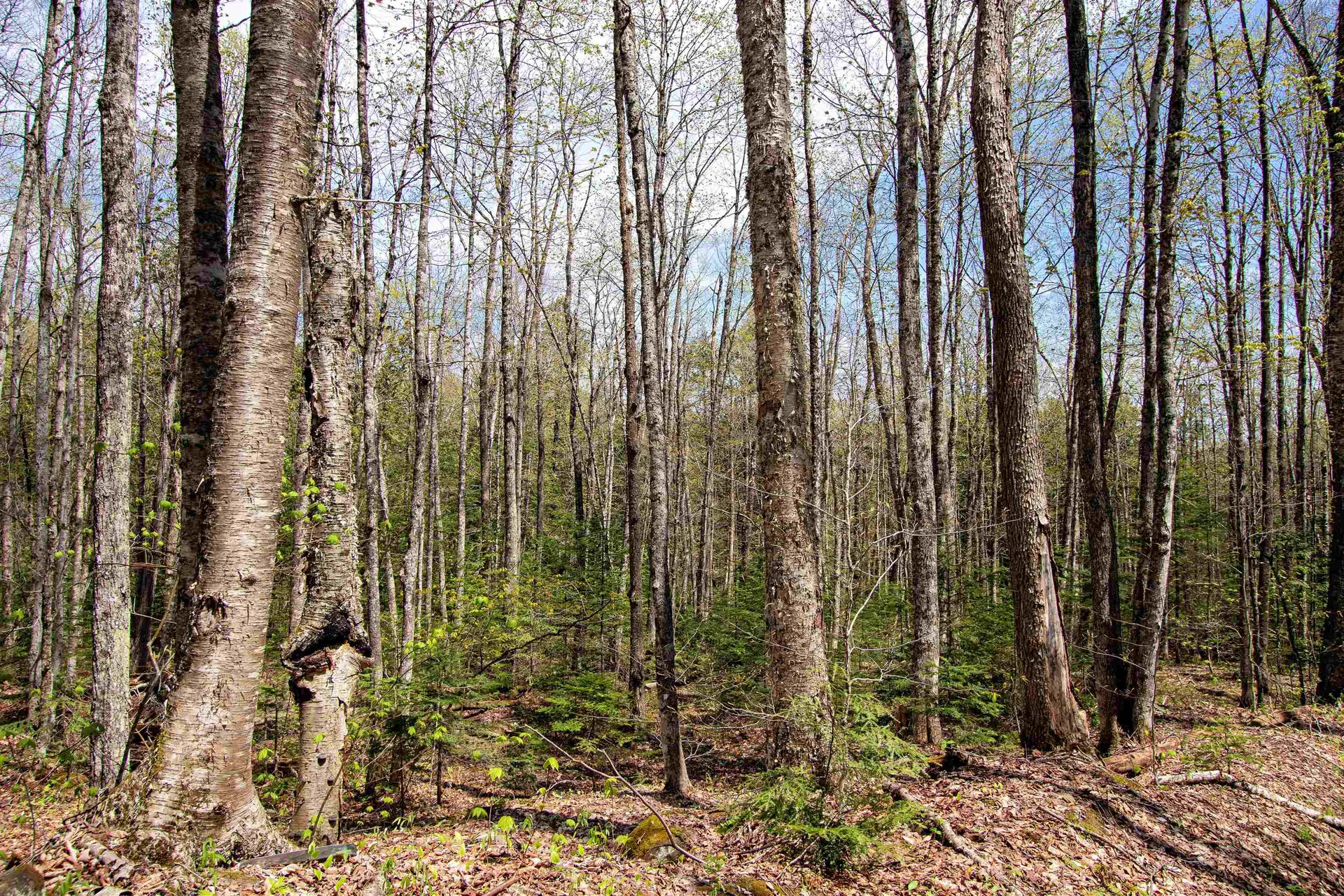 00 Mcdowell Road Danville VT 05828