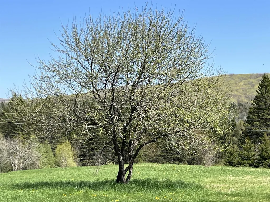 1039 Noyestar Road Walden VT 05843