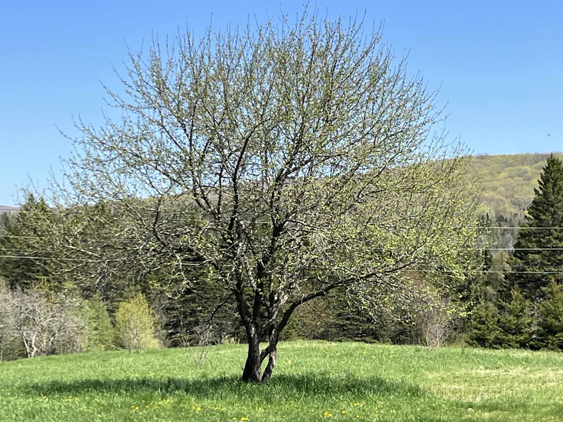 1039 Noyestar Road Walden VT 05843