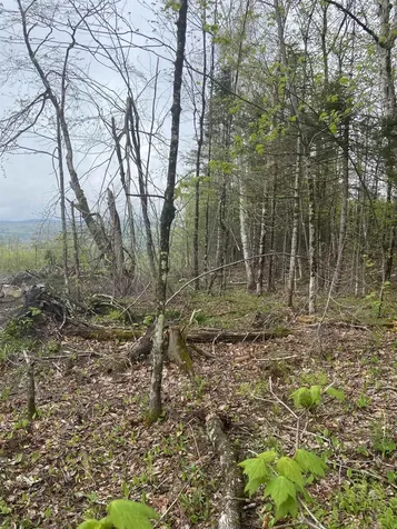 1180 Abbott Hill Road Newark VT 05871