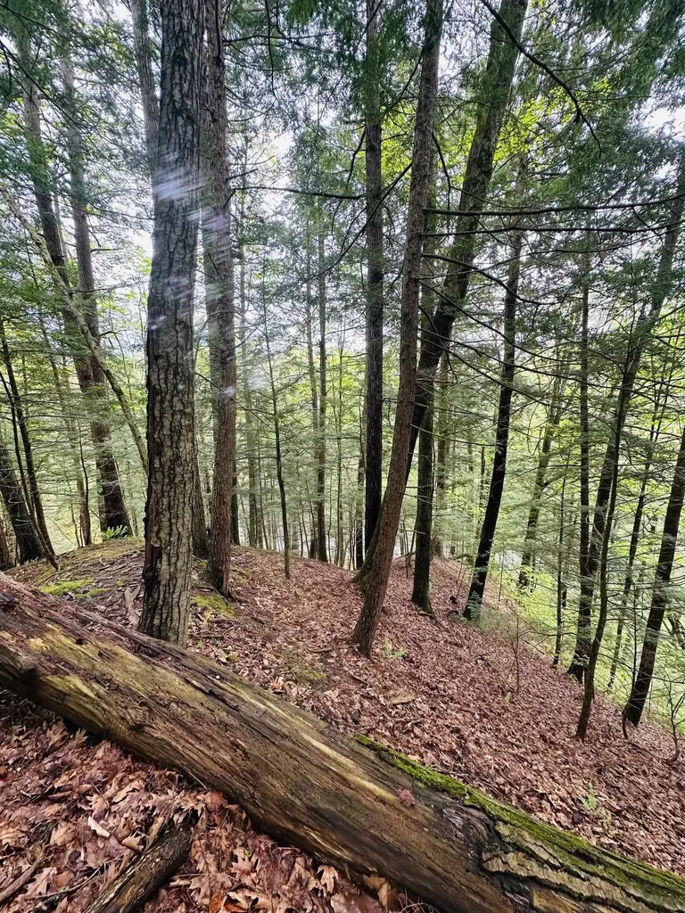 41 Old Depot Road Putney VT 05346